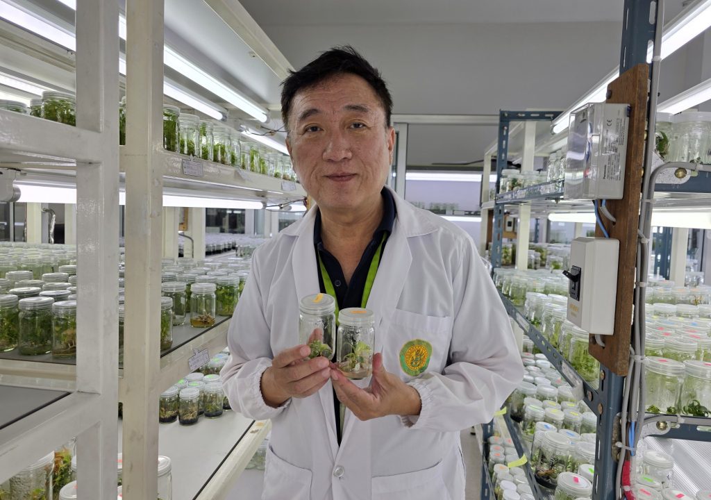 Vichai Puripunyavanich in the tissue culture lab. His research teams focuses on plant mutation breeding using ionizing radiation to develop novel varieties with desired traits.