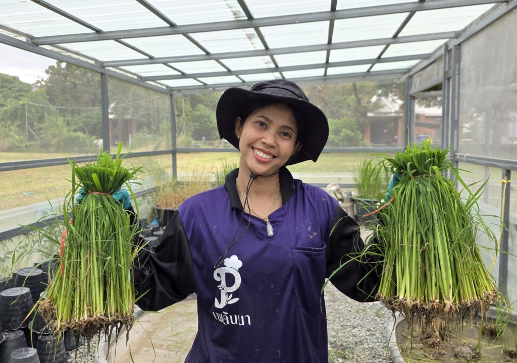 Dr. Waleeporn Pongkua and her research on rice cultivation for greenhouse gas reduction.