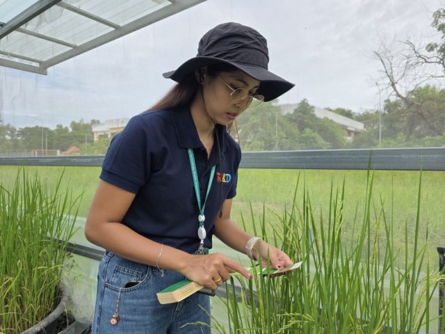 wp_rice_field_nov2025_001
