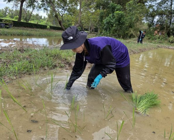 wp_rice_field_nov2025_005