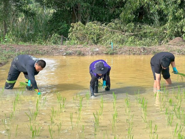 wp_rice_field_nov2025_009