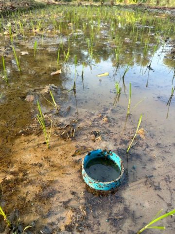 rice_awd_28jan2026_22